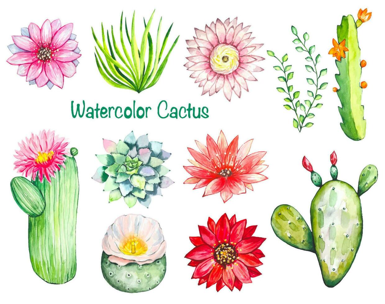 Set with blooming cacti, flowers, watercolor vector