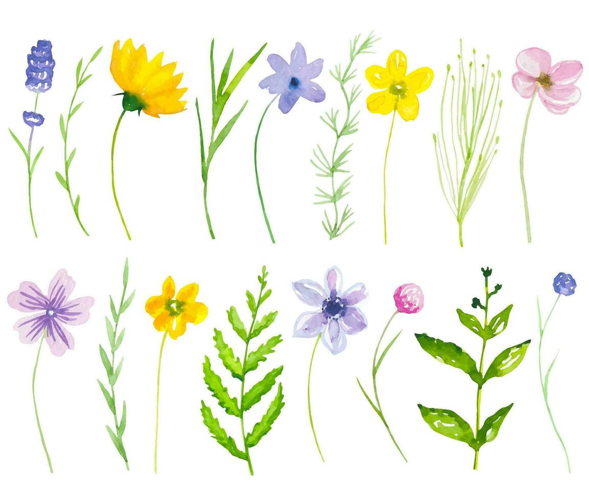 Collection of meadow flowers and herbs, set of watercolor wildflowers vector