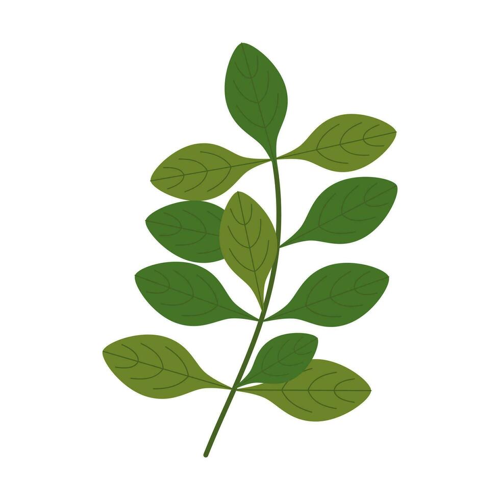 Sprigs of fresh mint, highlighted on a white background. A sprig of mint or oregano. Seasonings and herbs. Vector illustration of medical herbs in a flat style.