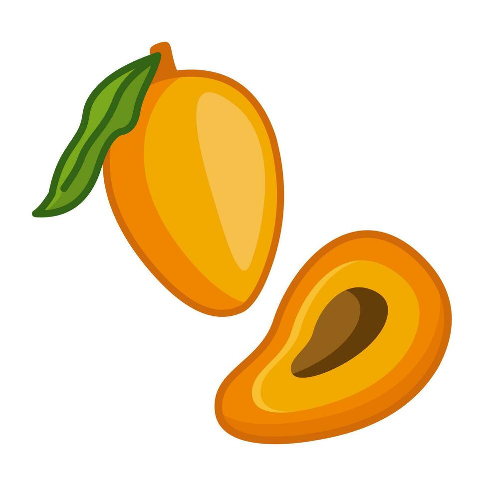 A tropical mango fruit in a section and a whole fruit isolated on a white background. Vector illustration