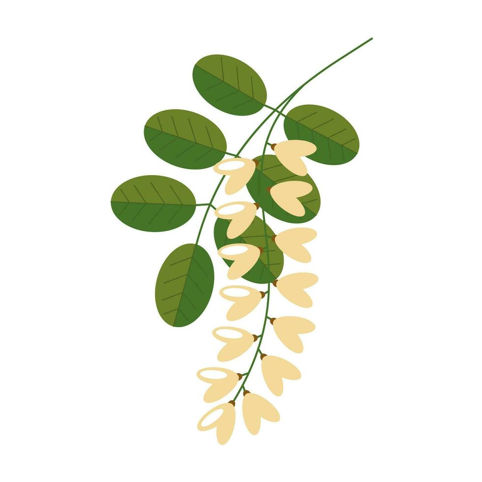 Flowering acacia with leaves on a white background. White acacia flowers.Vector illustration in a flat style vector