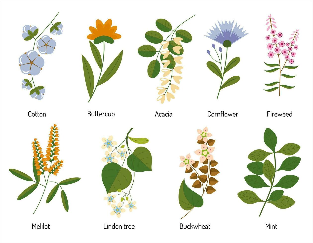 honey plants, herbs and flowers. Vector botanical illustration for packaging and design.