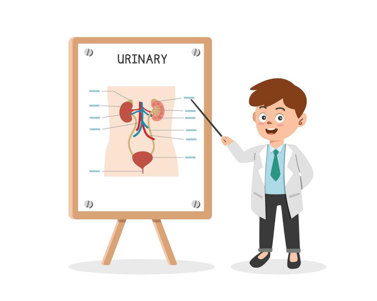 urinary-system-clipart-cartoon-style-doctor-presenting-human-urinary-system-chart-at-medical-seminar-flat-illustration-hand-drawn-style-hospital-medical-doctor-conference-concept-vector.jpg