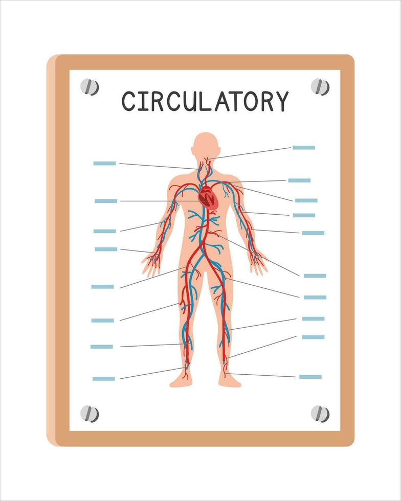 Human circulatory system poster clipart cartoon style, vector design. Use in hospital or clinic wall poster cartoon concept. Circulatory system diagram cartoon. Hospital, clinic department concept