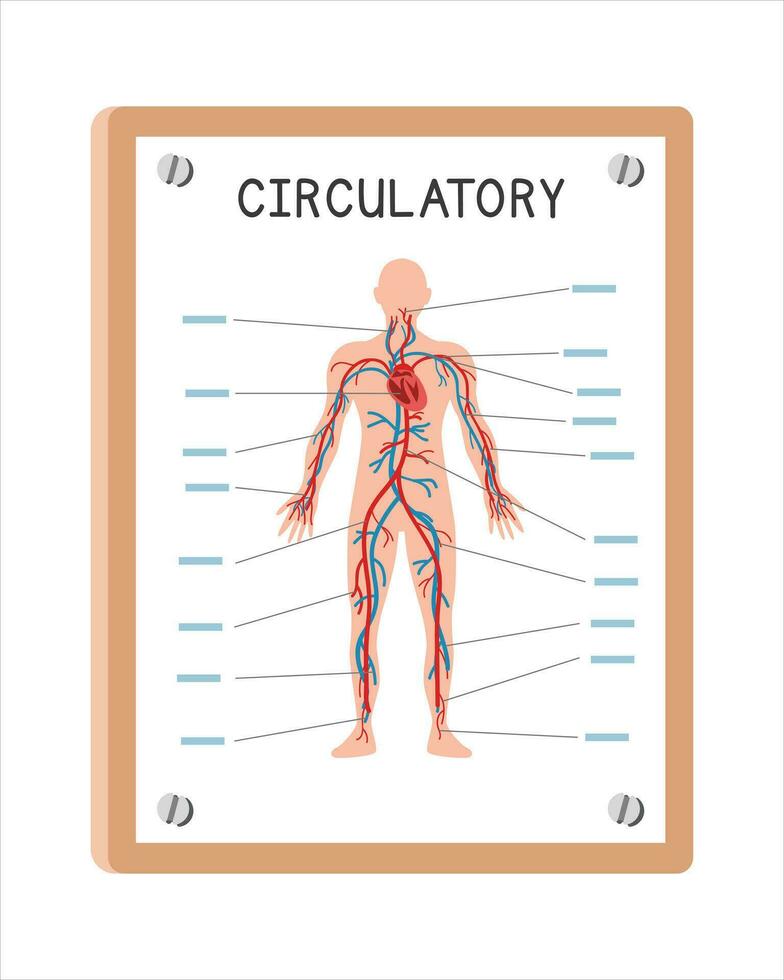 humano circulatorio sistema póster clipart dibujos animados estilo, vector diseño. utilizar en hospital o clínica pared póster dibujos animados concepto. circulatorio sistema diagrama dibujos animados. hospital, clínica Departamento concepto