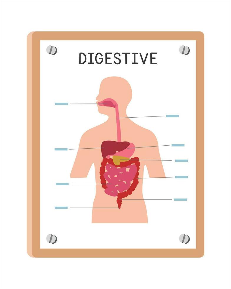 Human digestive system poster clipart cartoon style, vector design. Use in hospital or clinic wall poster cartoon concept. Digestive system diagram cartoon style. Hospital, clinic department concept