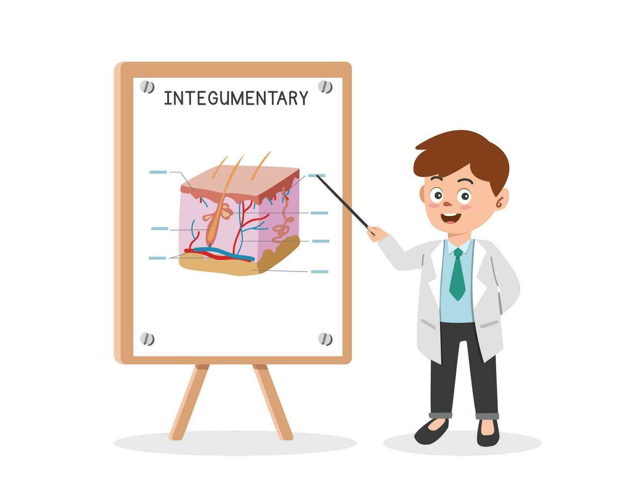 Integumentary system clipart cartoon style. Doctor presenting human integumentary system at medical seminar flat vector illustration. Skin section, hairs, dermis, subcutaneous physiological parts