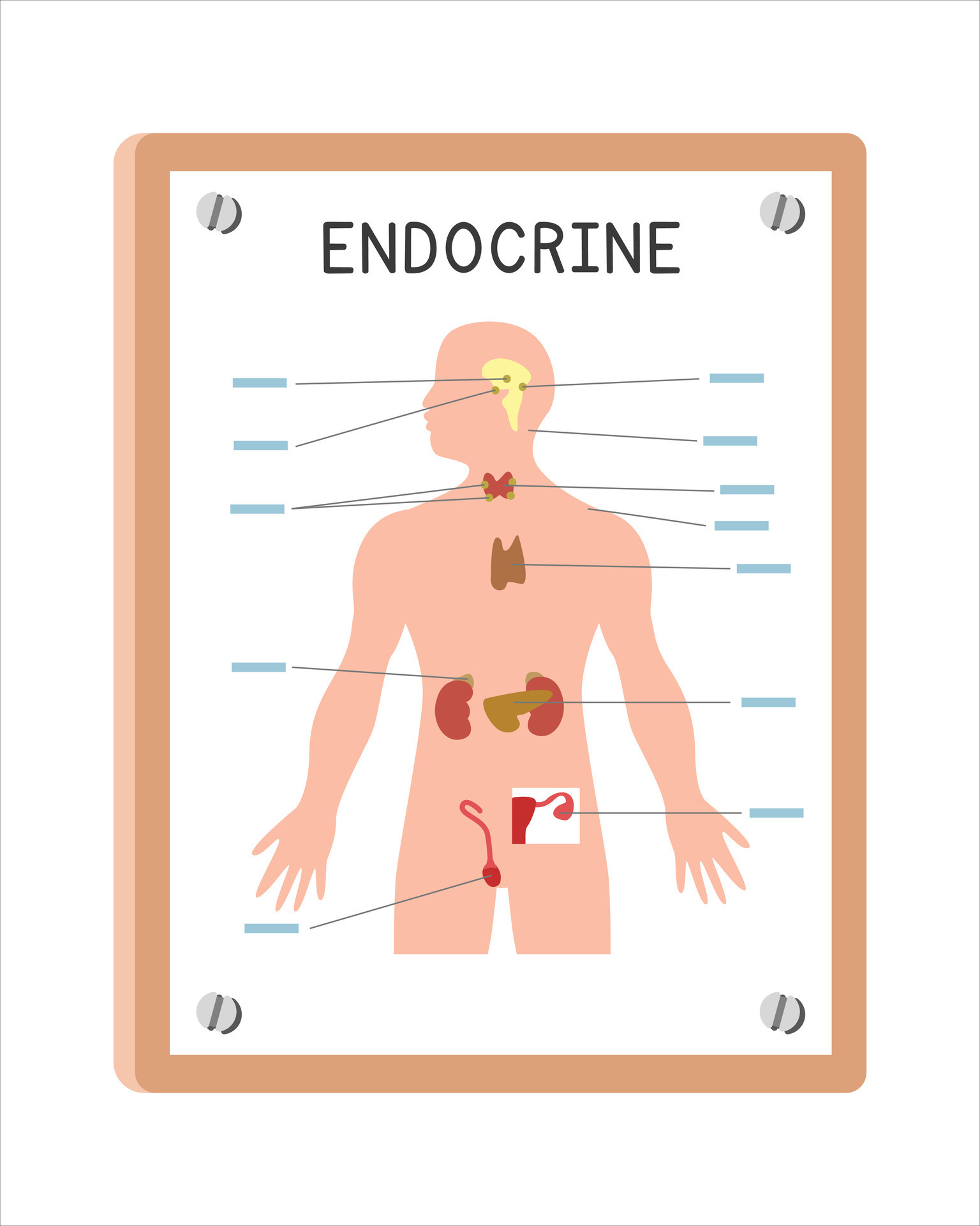 Endocrine system clipart
