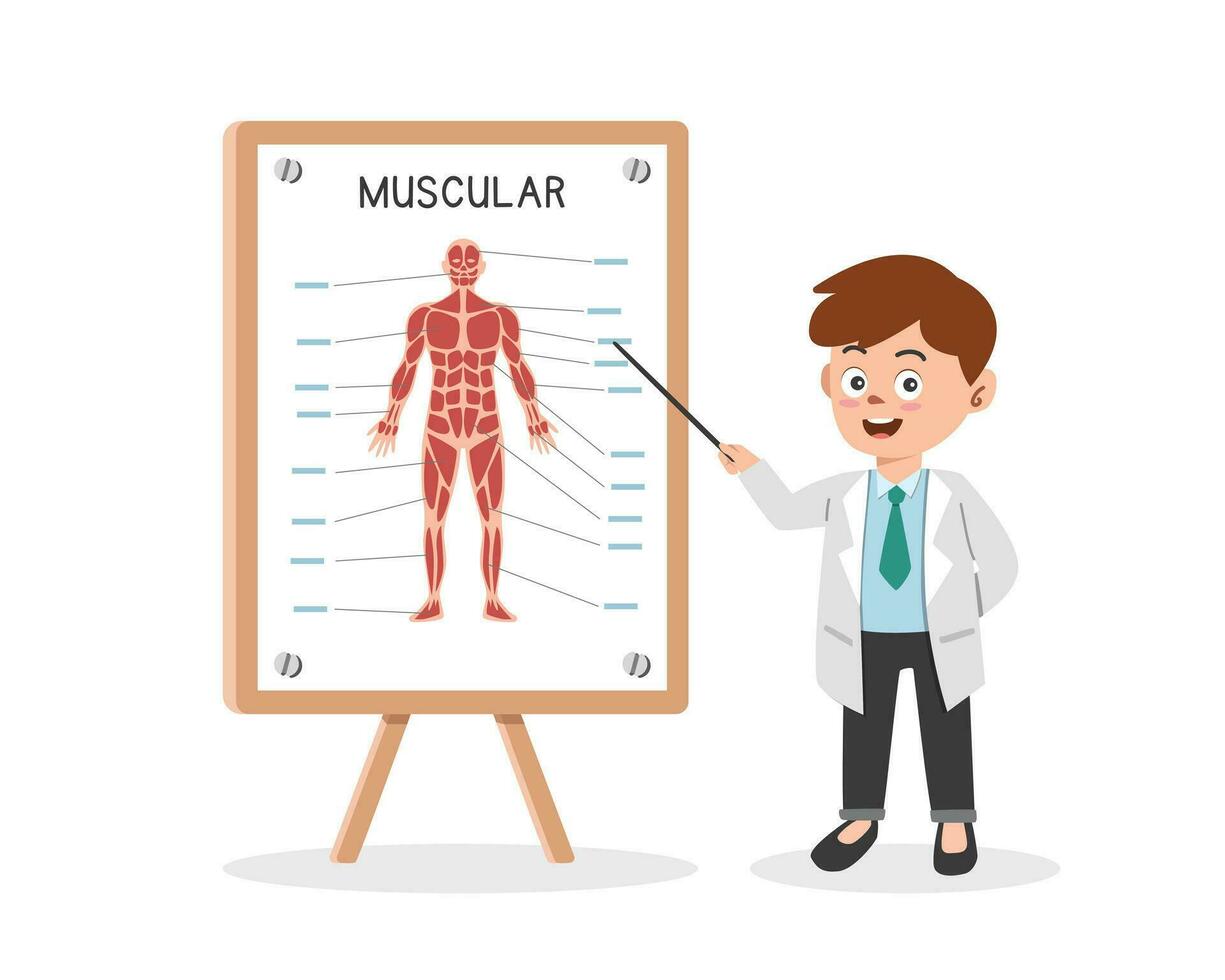 Muscular system clipart cartoon style. Doctor presenting human muscular system at medical seminar flat vector illustration. Deltoid, muscle, biceps, rectus abdominis. Medical doctor conference concept