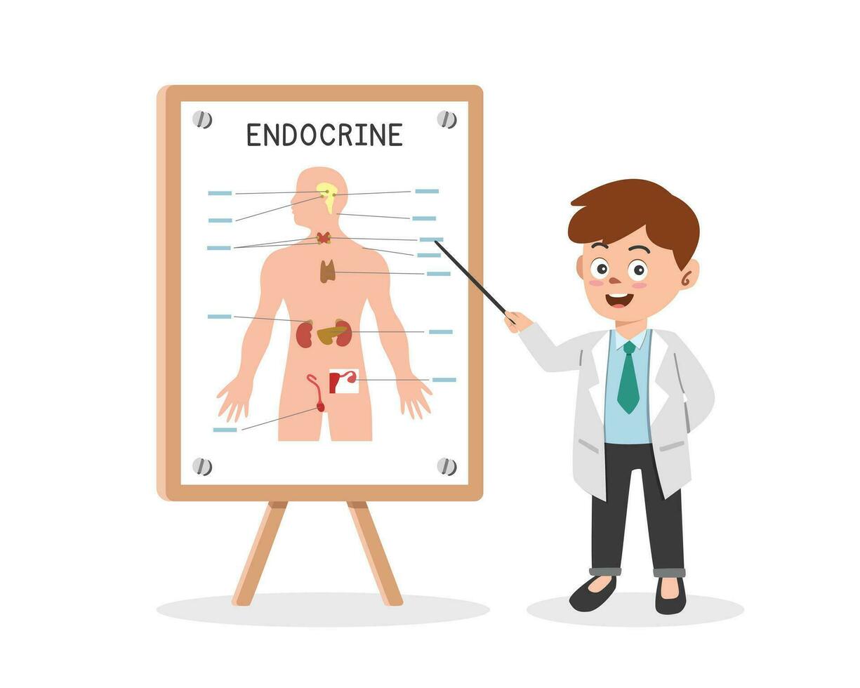 Endocrine system clipart cartoon. Doctor presenting human endocrine system at medical seminar flat vector illustration. Thyroid gland, thymus, adrenal gland, pancreas, ovary, testis, hypothalamus