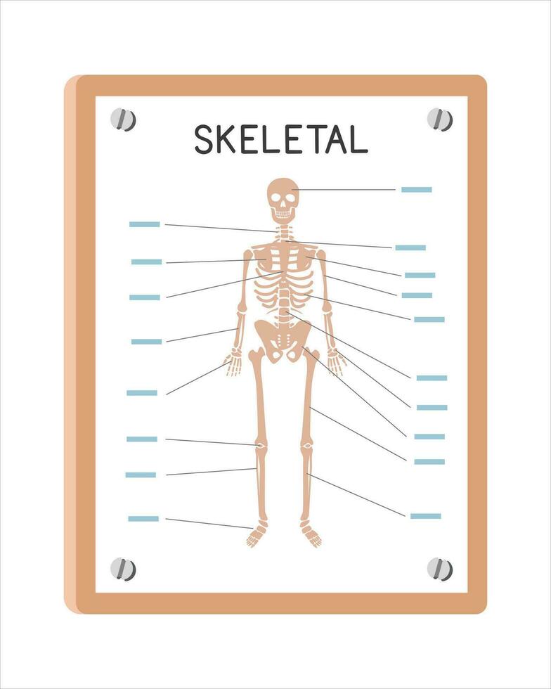 Human skeletal system poster clipart cartoon style, vector design. Use in hospital or clinic wall poster cartoon concept. Skeletal system diagram cartoon style. Hospital and clinic department concept