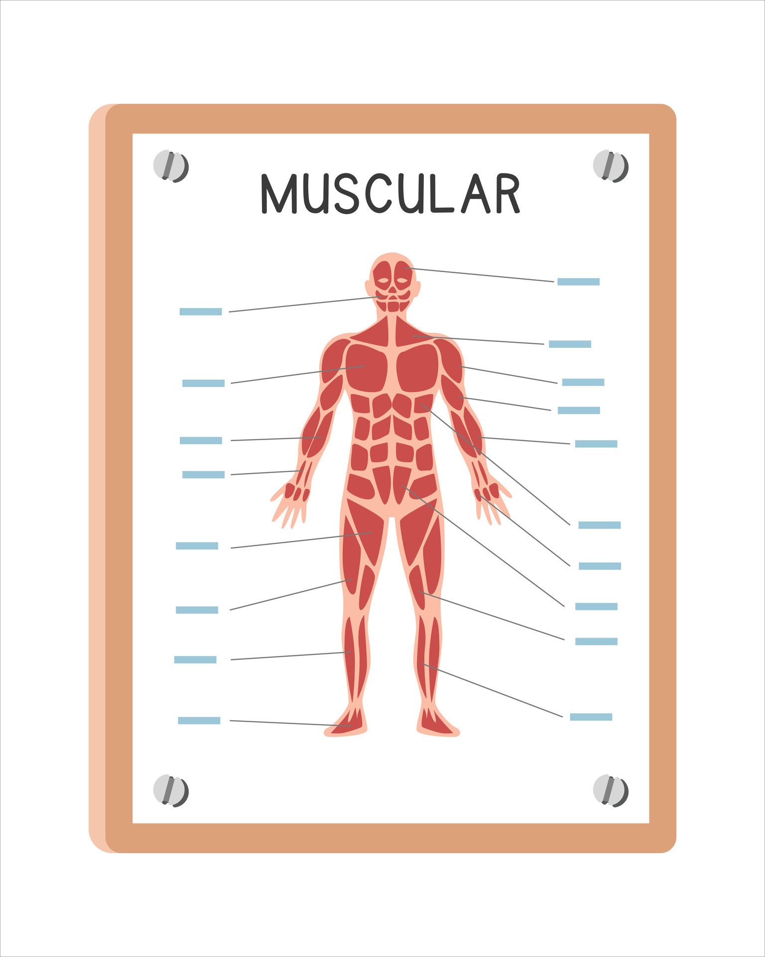 Human muscular system poster clipart cartoon style vector design Use Biology Diagrams