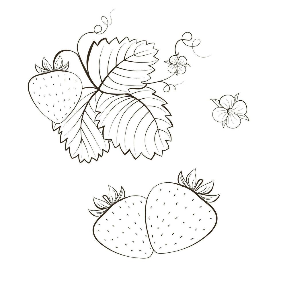 Strawberry illustration in line art style. vector