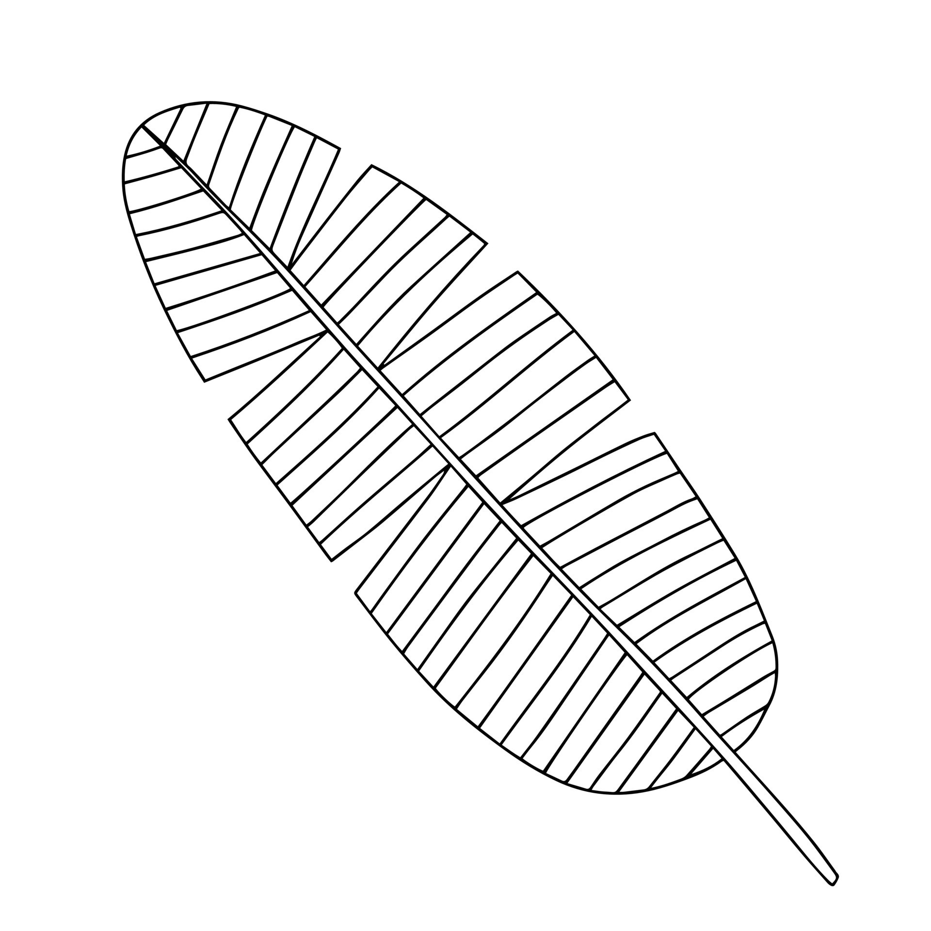 Vector banana leaf sketch isolated 25421534 Vector Art at Vecteezy