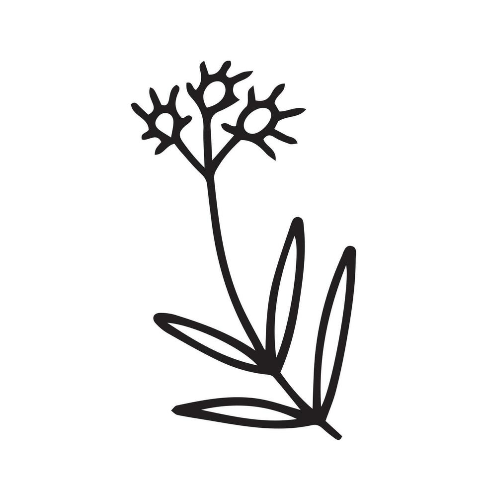 Vector winter plant with berries sketch