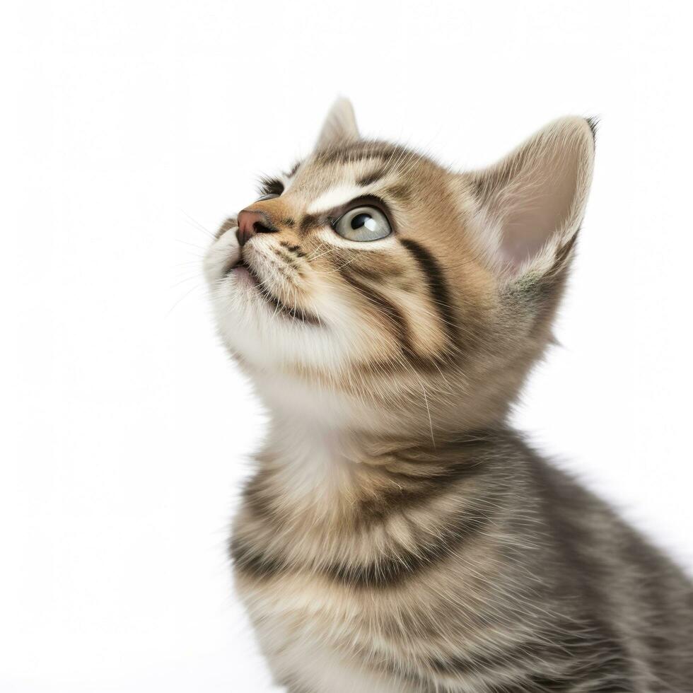 playful funny kitten looking up. isolated on white background, generate ai photo