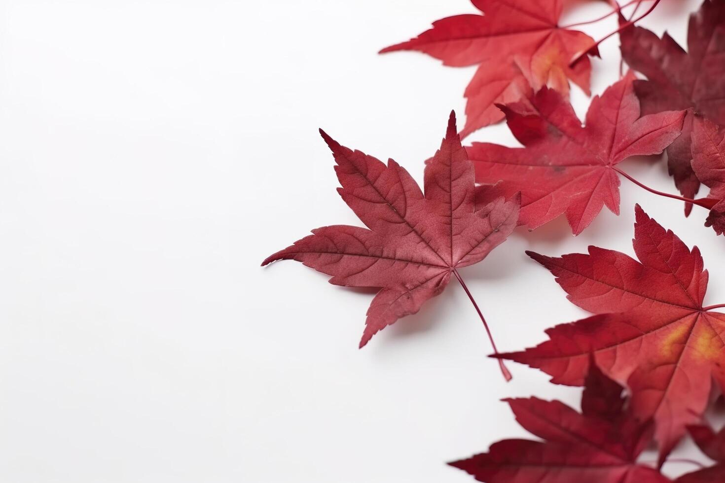 red maple leaves isolated on white background, generate ai photo