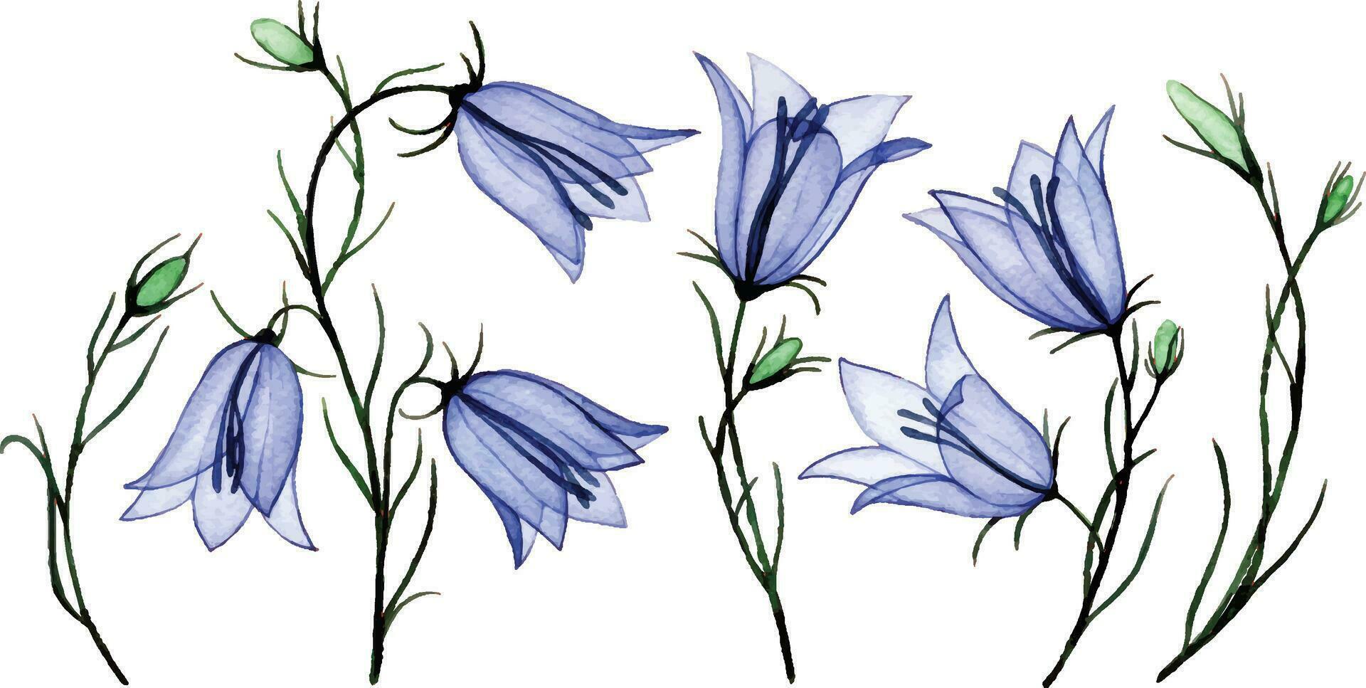 watercolor drawing. set of transparent bluebell flowers. spring wildflowers, x-ray vector