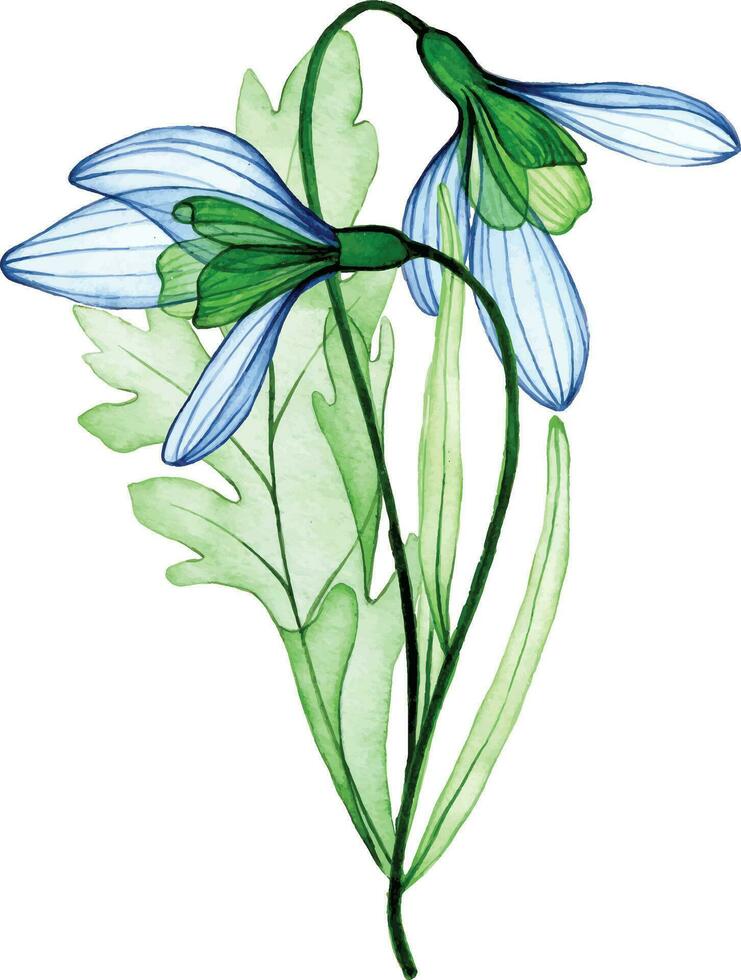 watercolor drawing. bouquet, composition of transparent snowdrop flowers. spring bouquet, decoration for postcard vector