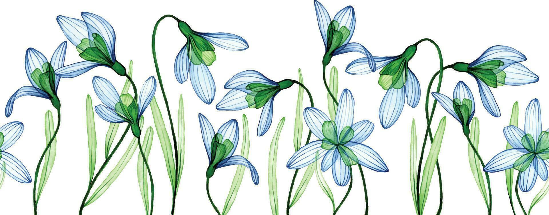 watercolor drawing. seamless border, frame of transparent flowers. spring blue flowers on a white background, x-ray vector
