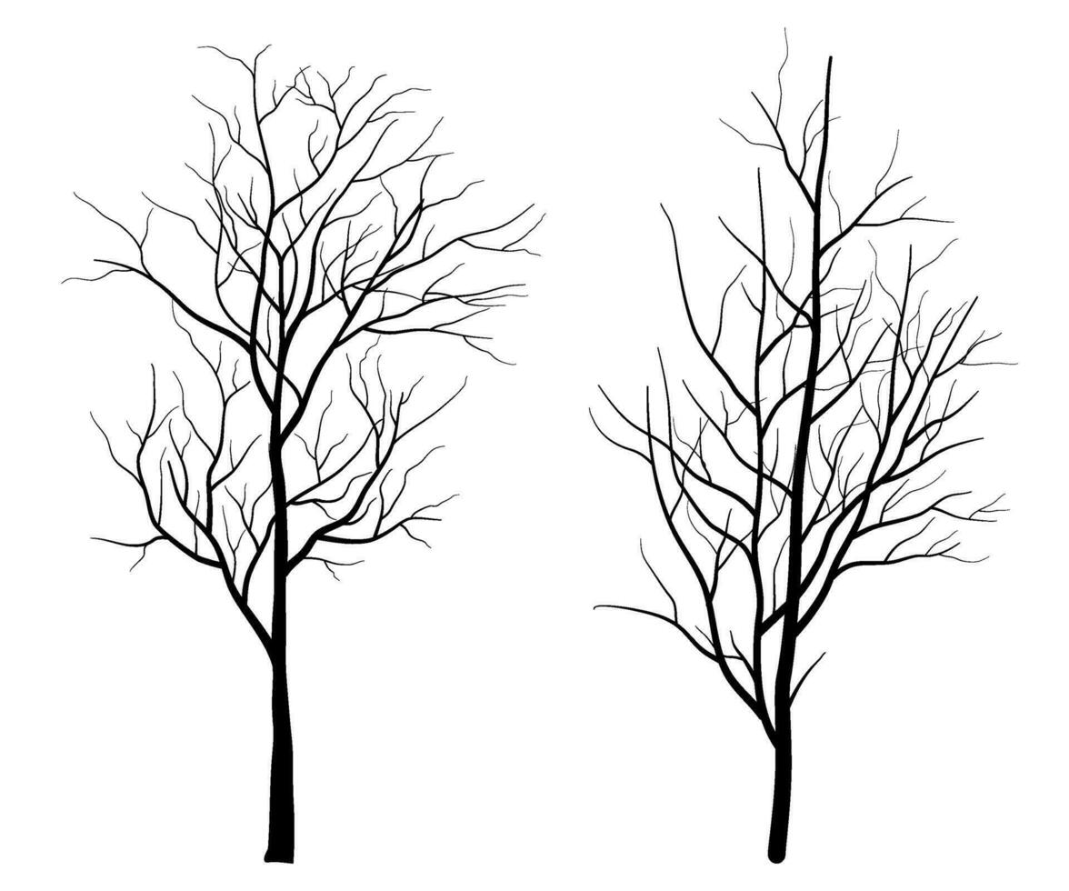 Set of Deciduous Bare Tree Silhouette vector