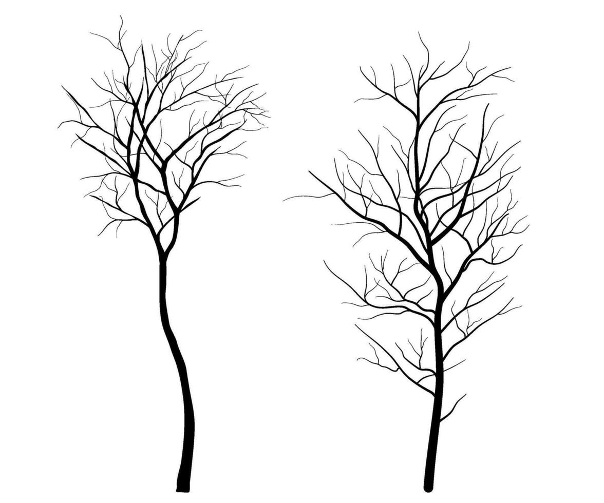 Set of Deciduous Bare Tree Silhouette vector