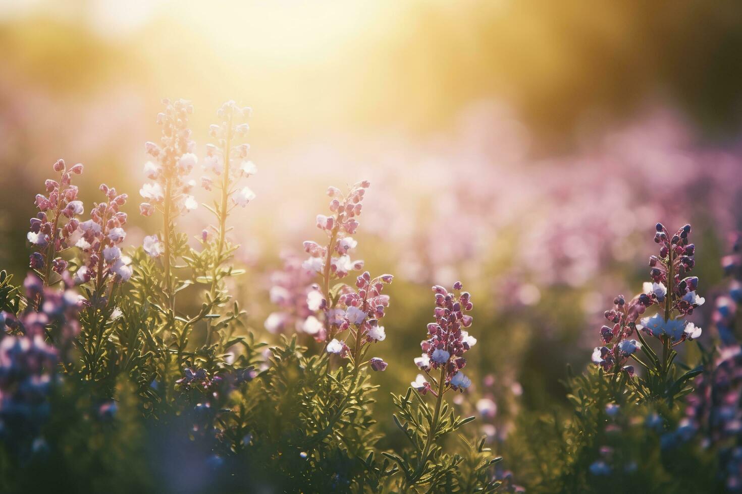 Erica Flower Field, Summer Season, Bokeh Effect , generate ai photo