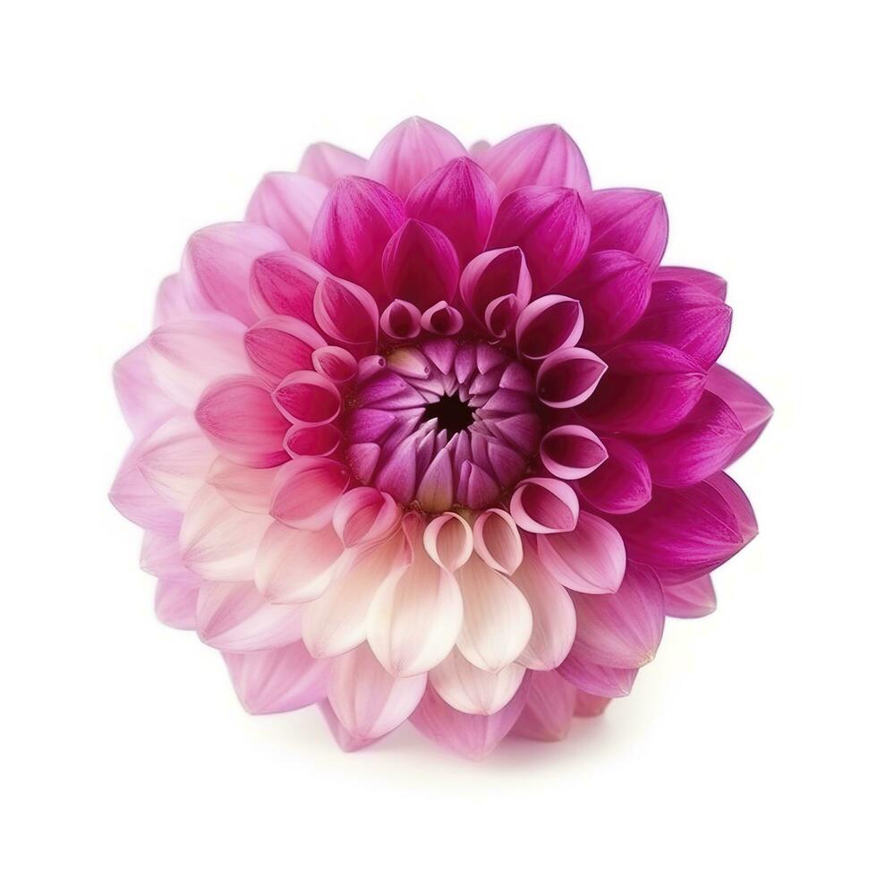 pink flower dahlia on a white background isolated with clipping path. Closeup. for design. Dahlia, generate ai photo