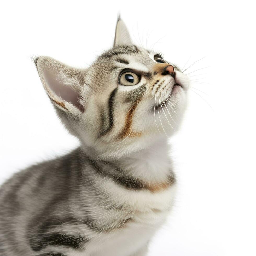 playful funny kitten looking up. isolated on white background, generate ai photo