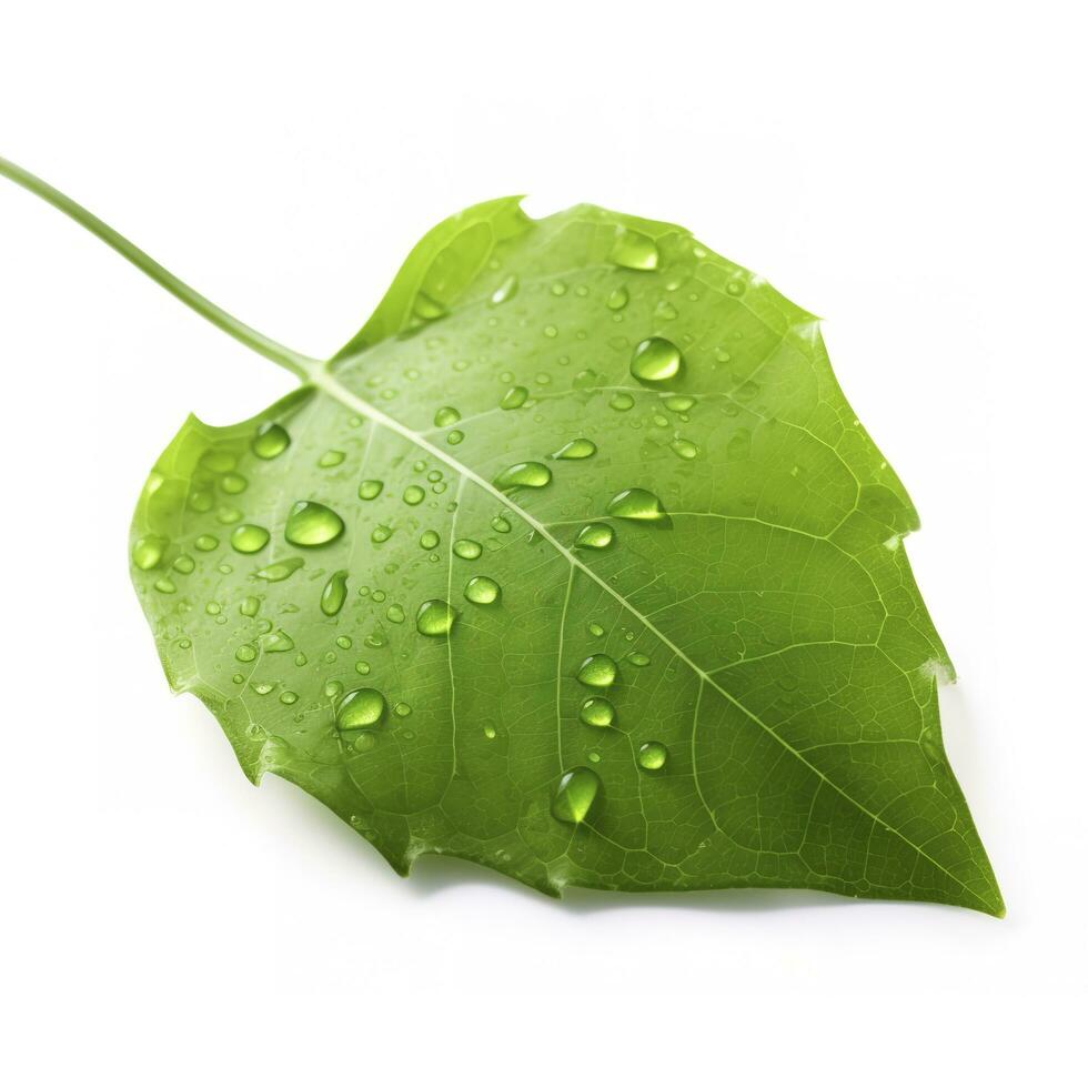 Verdant green leaf with water drops isolated on white background, generate ai photo