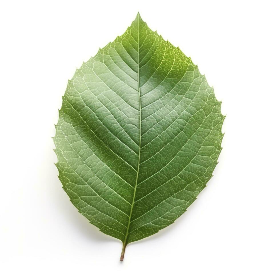 green leaf isolated on white background, generate ai photo