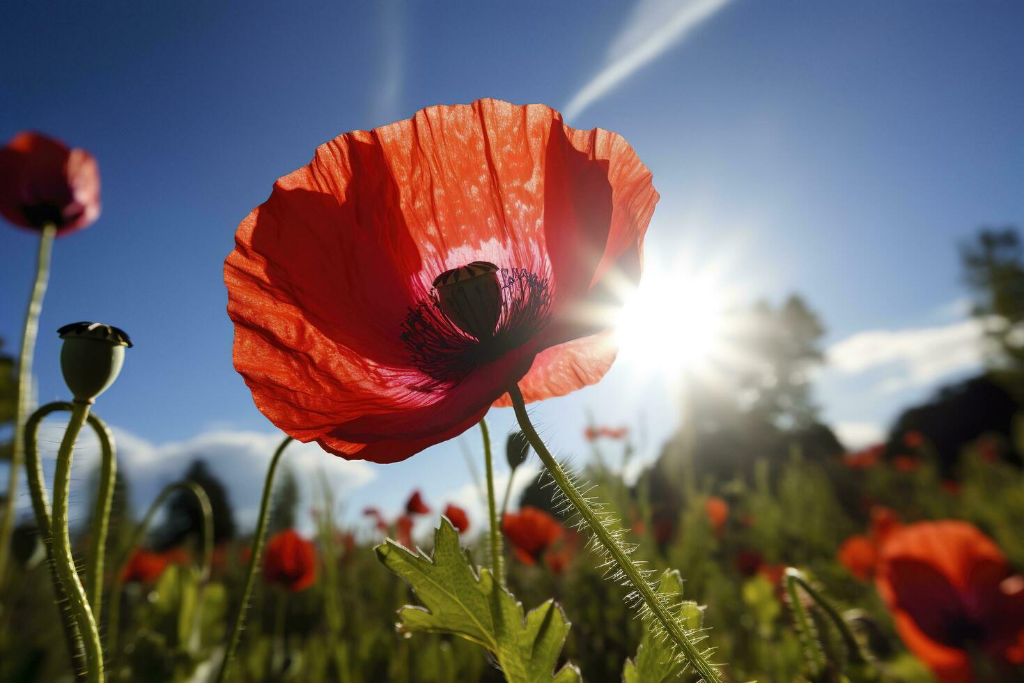 colorful daisies isolated on white background, generate ai photo