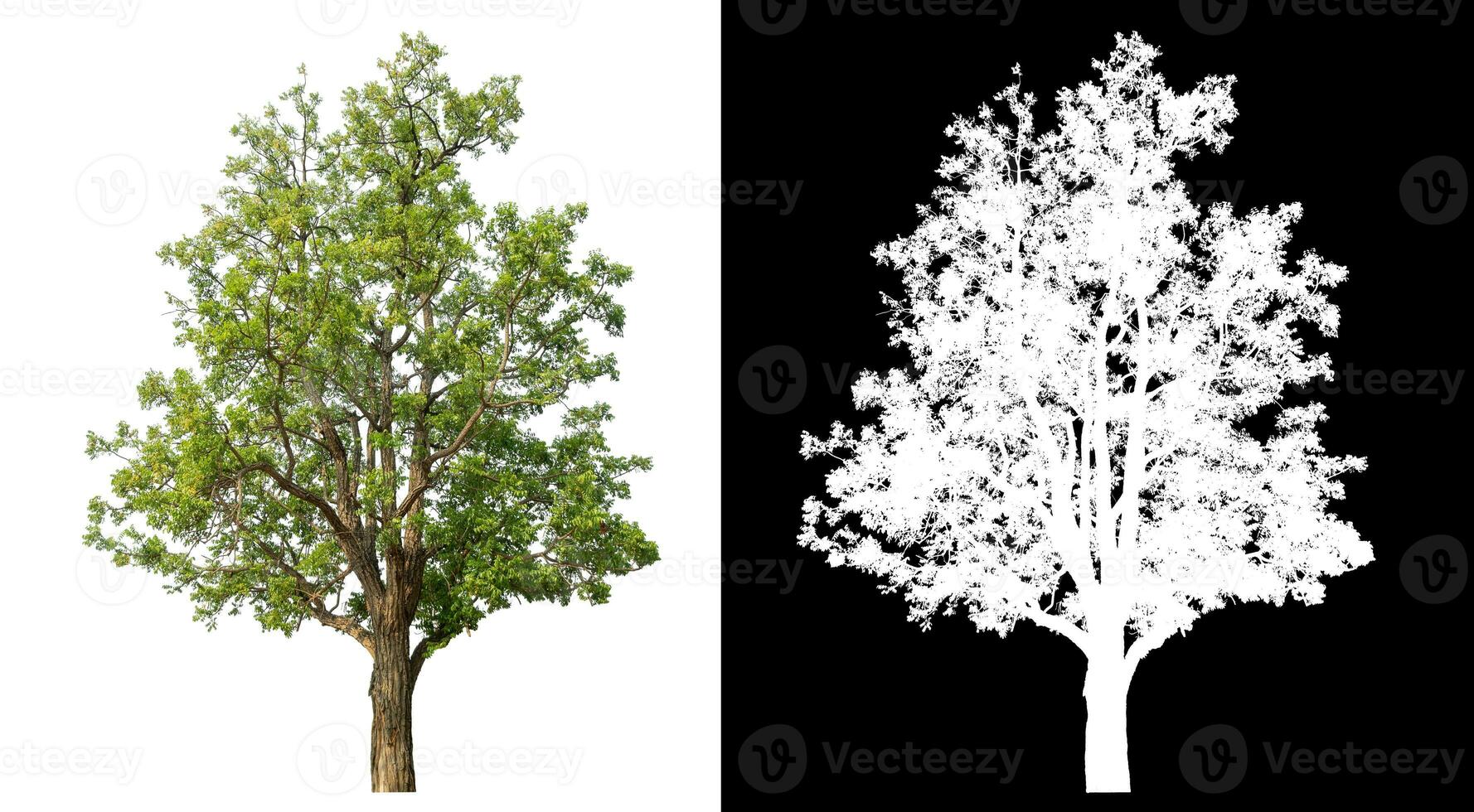 Isolated single green tree with clipping path and alpha channel on black background. photo