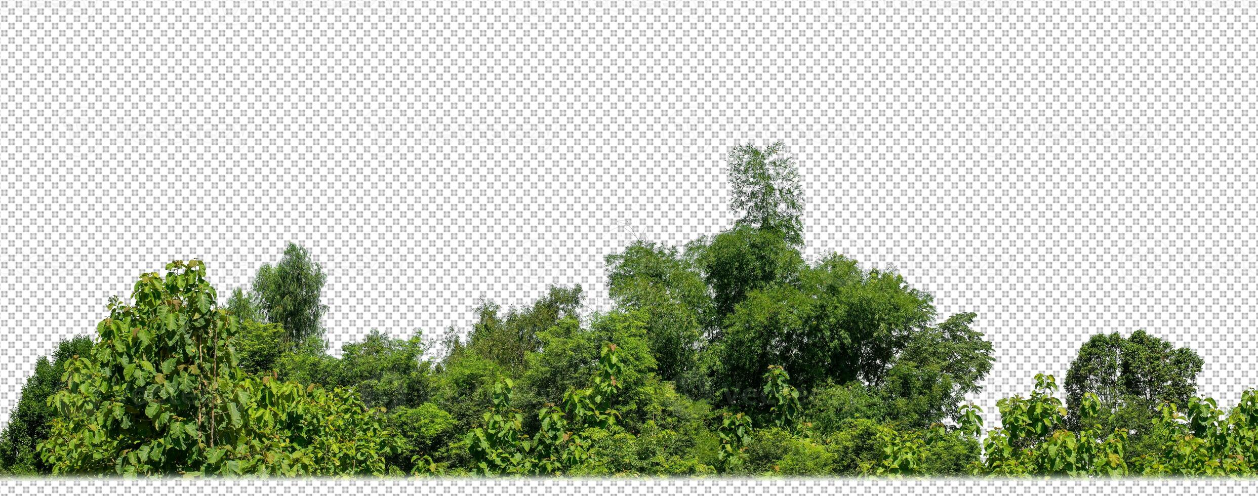 Green trees isolated on transparent background forest and summer foliage for both print and web with cut path and alpha channel photo