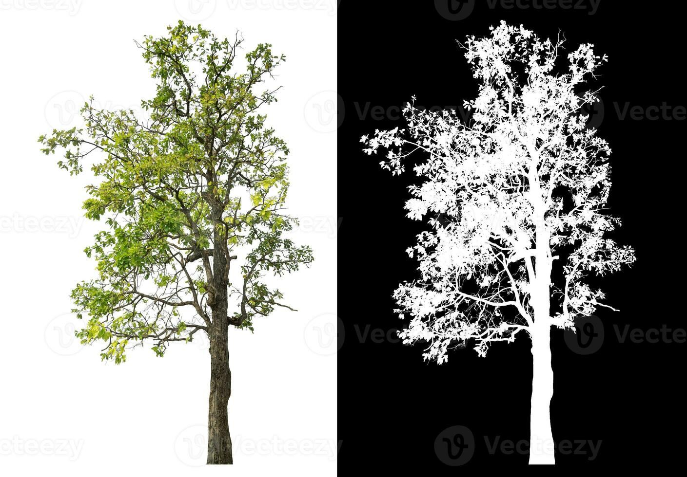 Isolated single green tree with clipping path and alpha channel on black background. photo