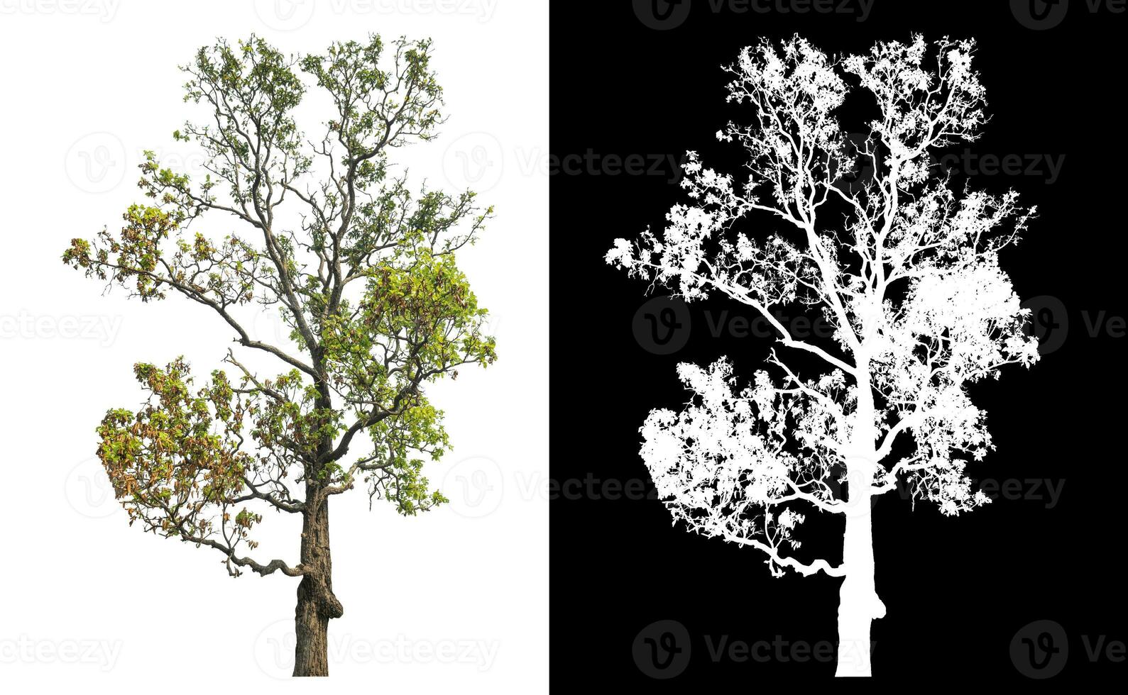 Isolated single tree with clipping path and alpha channel on black background. photo