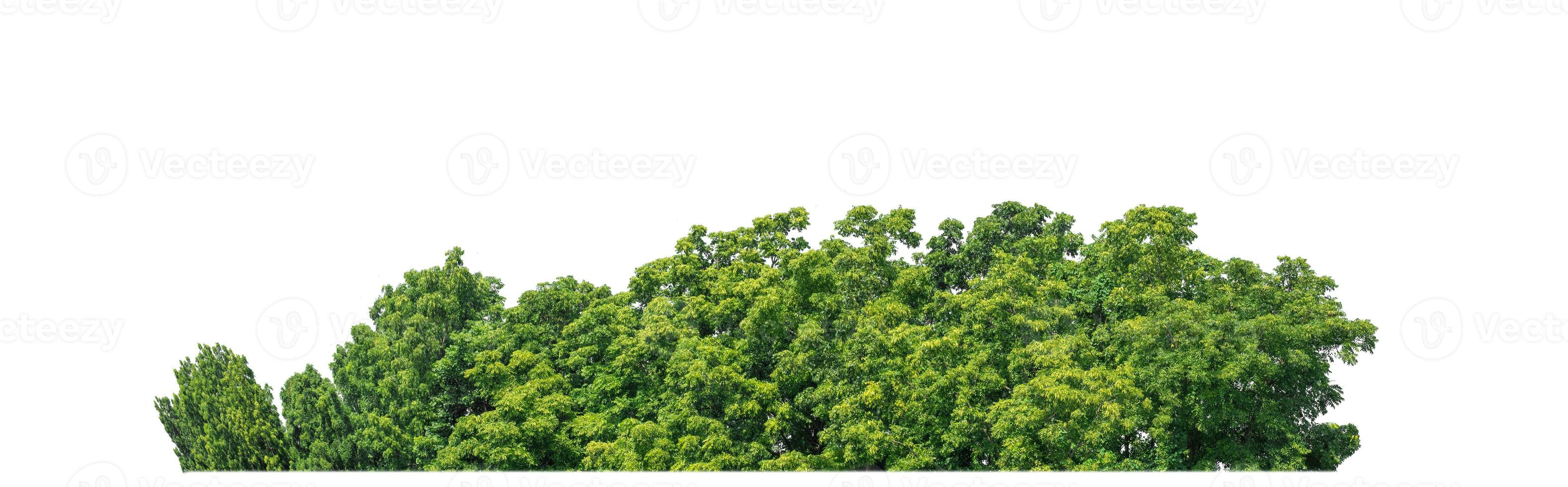 Green Trees isolated on white background. are Forest and foliage in summer for both printing and web pages with cut path and alpha channel photo