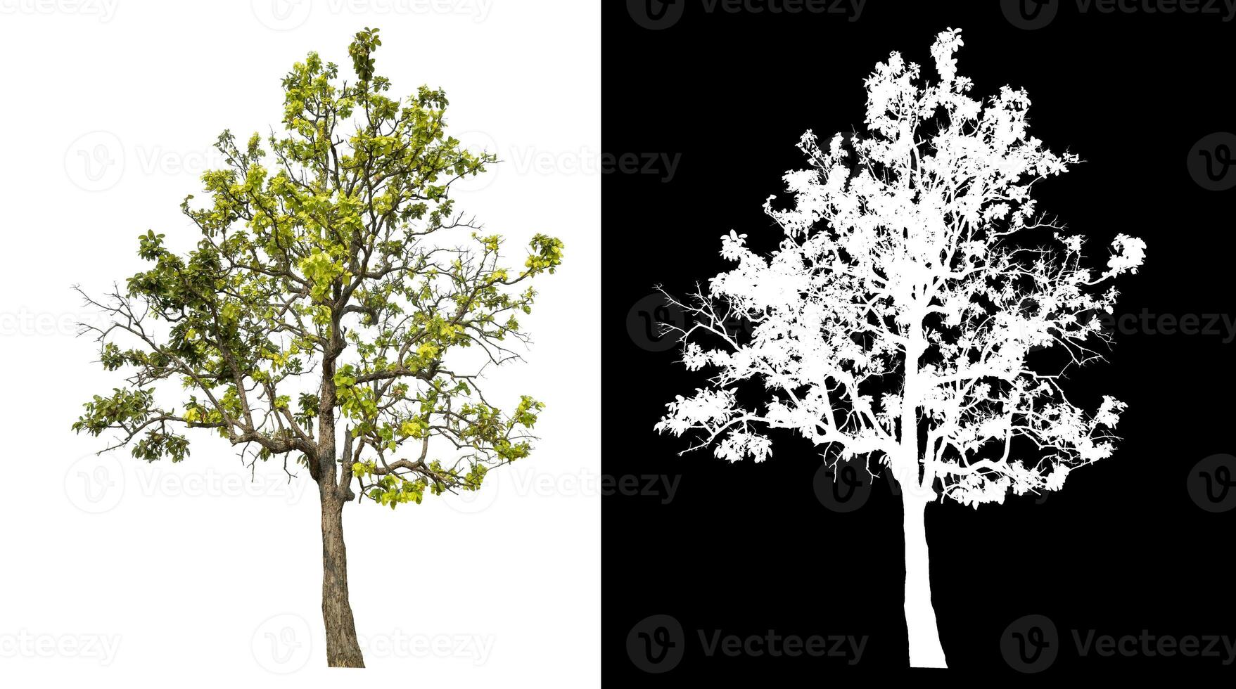 Isolated single tree with clipping path and alpha channel on black background. photo