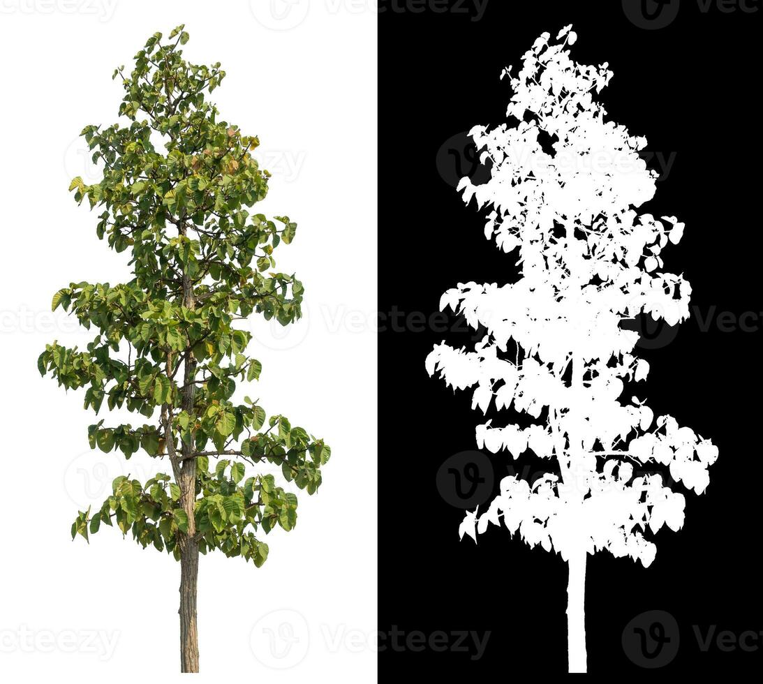 Isolated single tree with clipping path and alpha channel on black background. photo