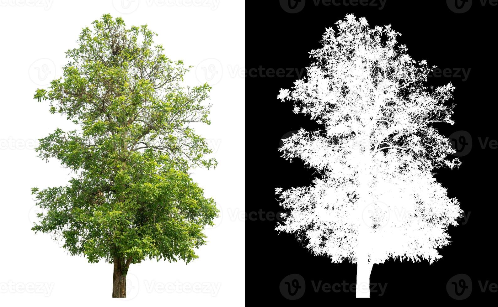 Isolated green tree with clipping path and alpha channel on black background. photo