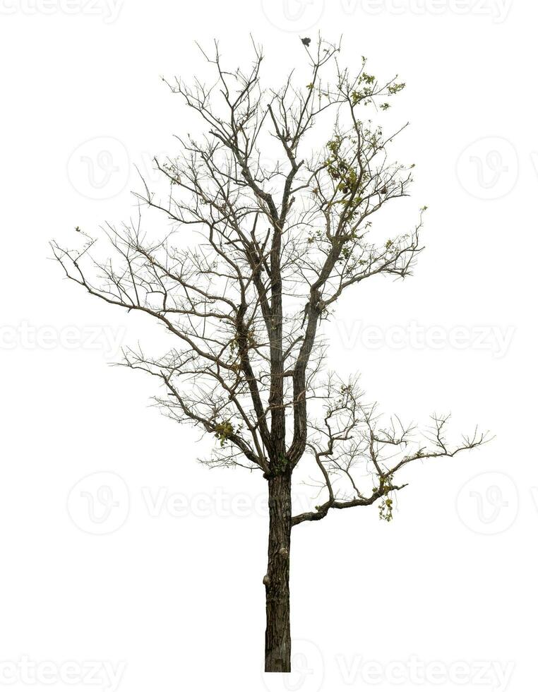 tree isolated on white background. photo