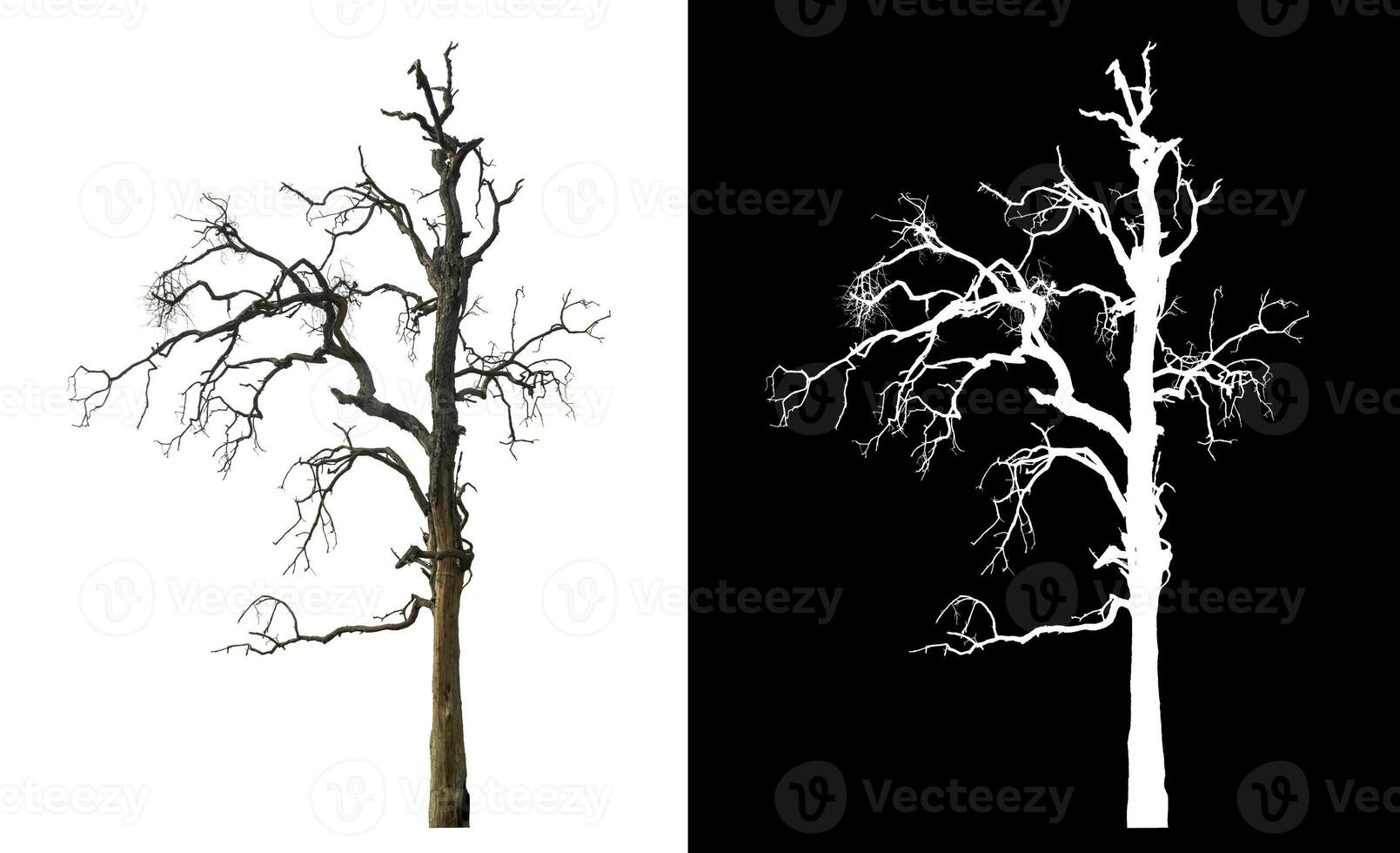 Isolated dead tree with clipping path and alpha channel on black background. photo