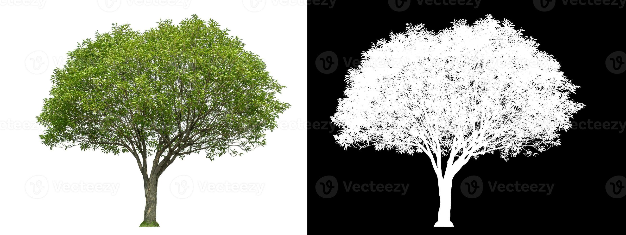 Isolated green tree with clipping path and alpha channel on black background. photo