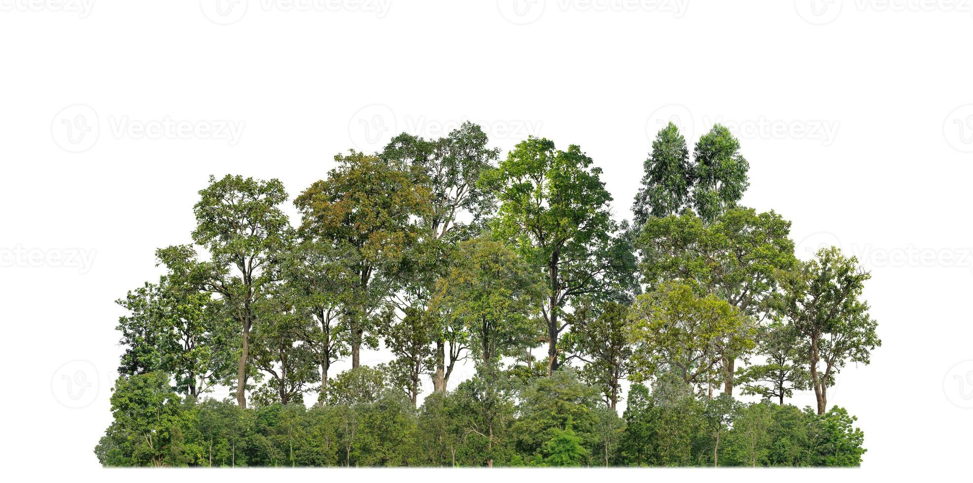 Green Trees isolated on white background. are Forest and foliage in summer for both printing and web pages with cut path and alpha channel photo