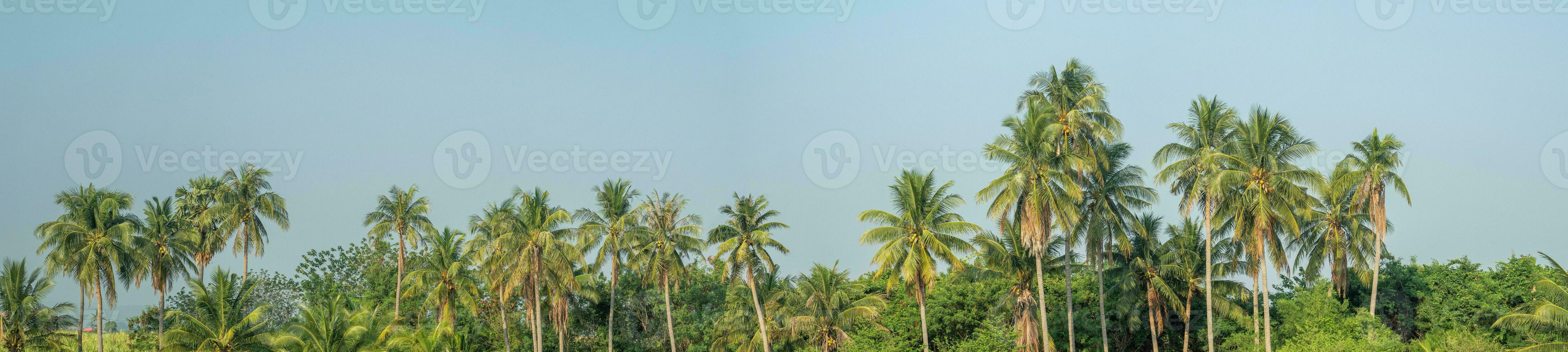 Panoramic view of green palm trees in summer, Blue sky background. photo