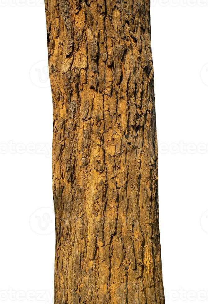 Trunk of a tree Isolated On White Background. photo
