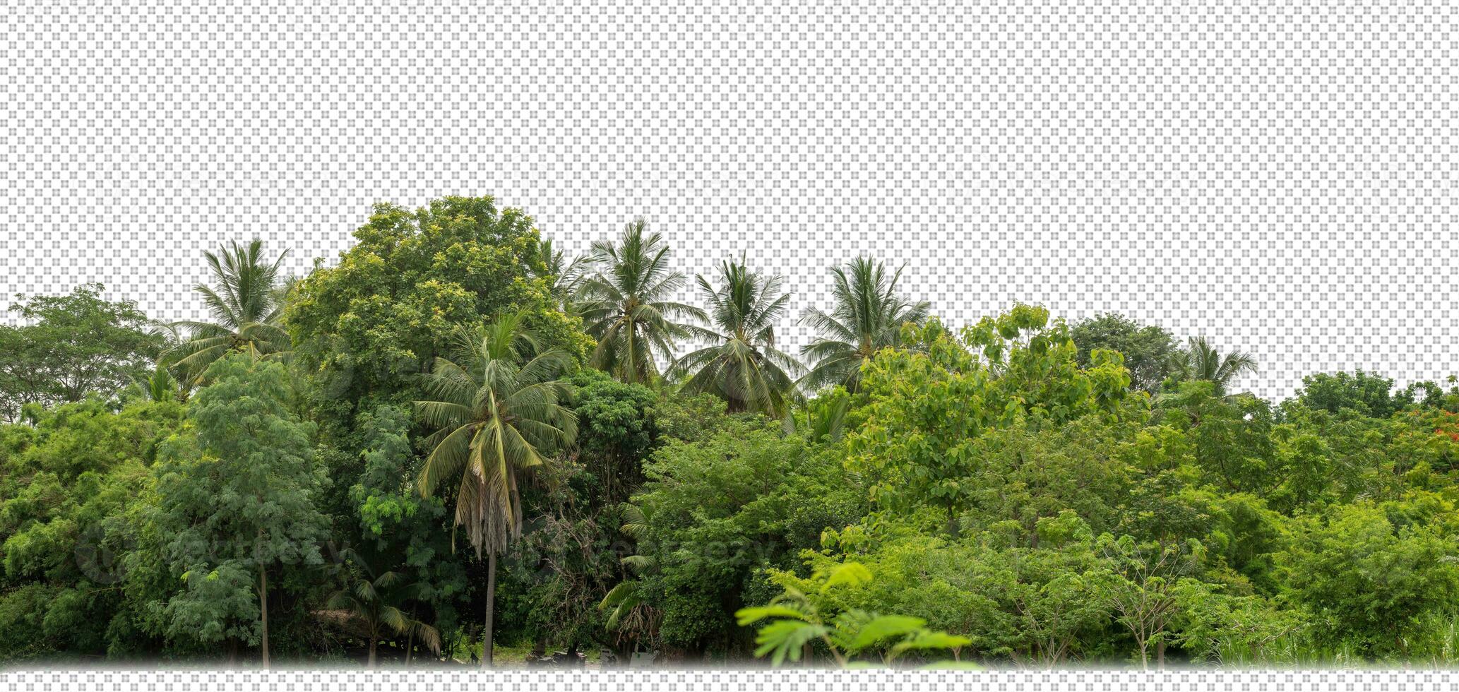 Green trees isolated on transparent background forest and summer foliage for both print and web with cut path and alpha channel photo