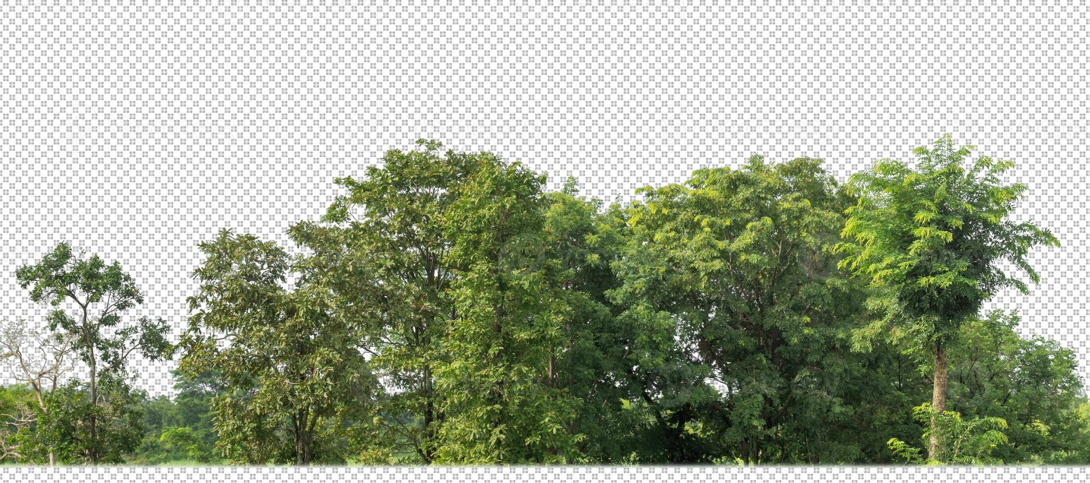 Green trees isolated on transparent background forest and summer foliage for both print and web with cut path and alpha channel photo