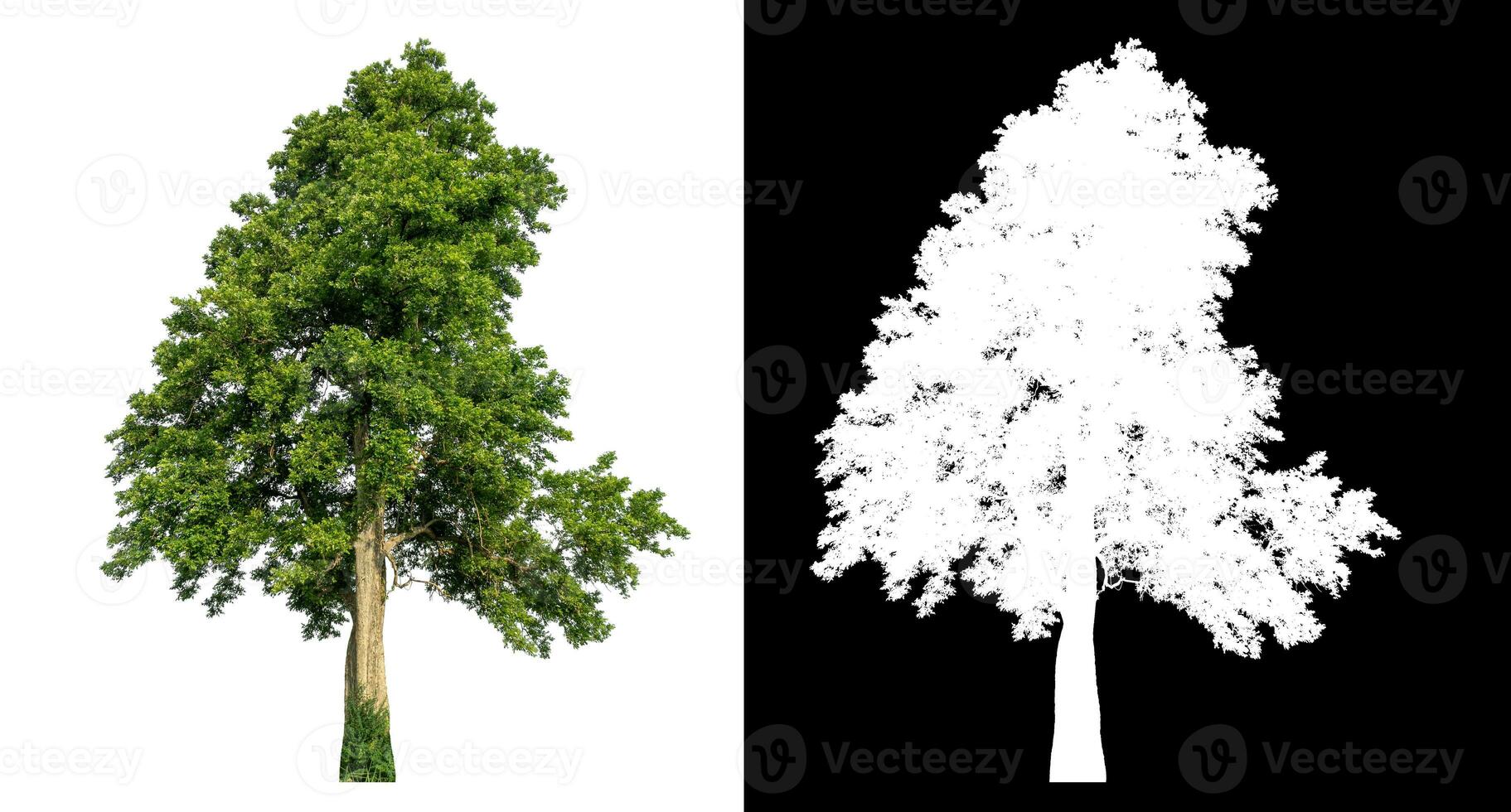 Isolated single green tree with clipping path and alpha channel on black background. photo