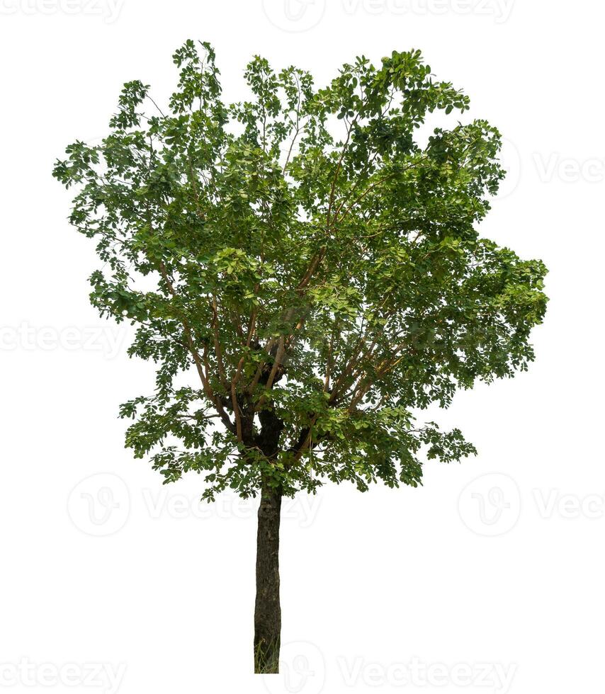 Green tree isolated on white background. photo